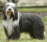 Bearded Collie Rescue Dogs For Adoption Uk Bearded Collie Rescue Dogs For Adoption Uk