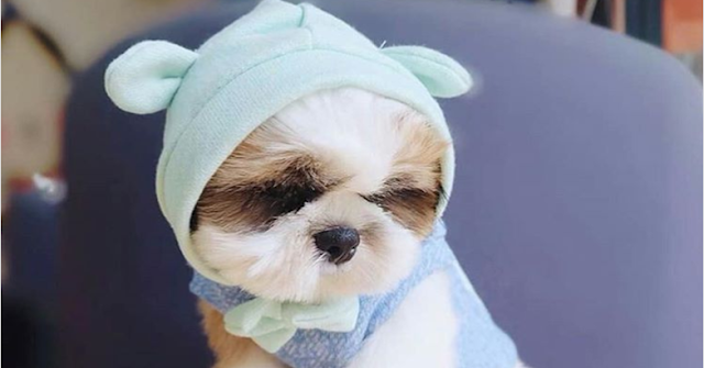 Conheça os cuidados com os shih tzu durante as temperaturas mais baixas
