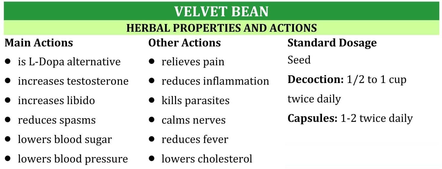 Asucre Velvet Beans Mucuna Pruriens Poonaikali