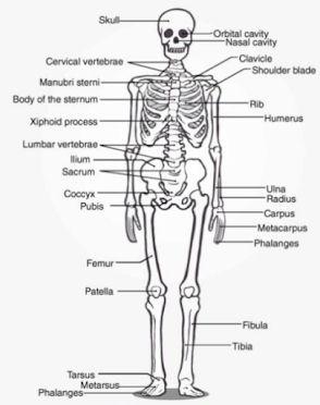Selina Concise Ch 12 Skeleton: Movement and Locomotion ICSE Solutions