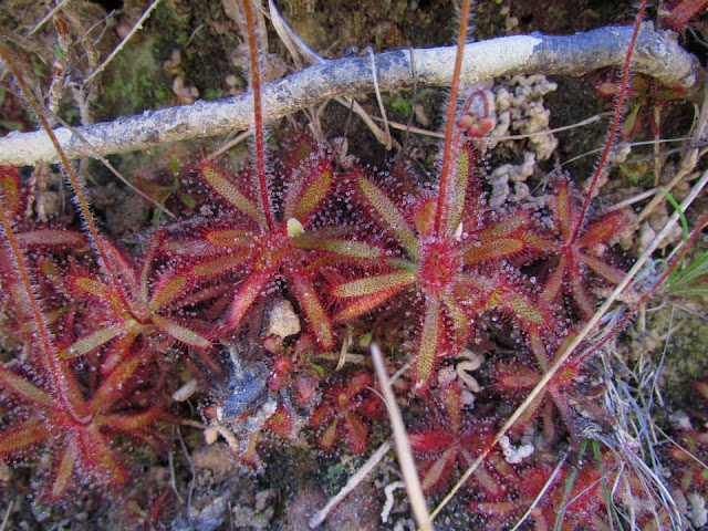 onde-plantar-drosera-chimaera