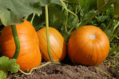 Pumpkin Fruit