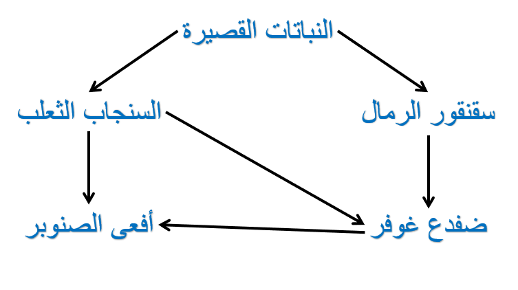 مخطط يوضح الكميات النسبية من الطاقة والكتلة الحيوية وأعداد المخلوقات الحية في كل مستوى غذائي