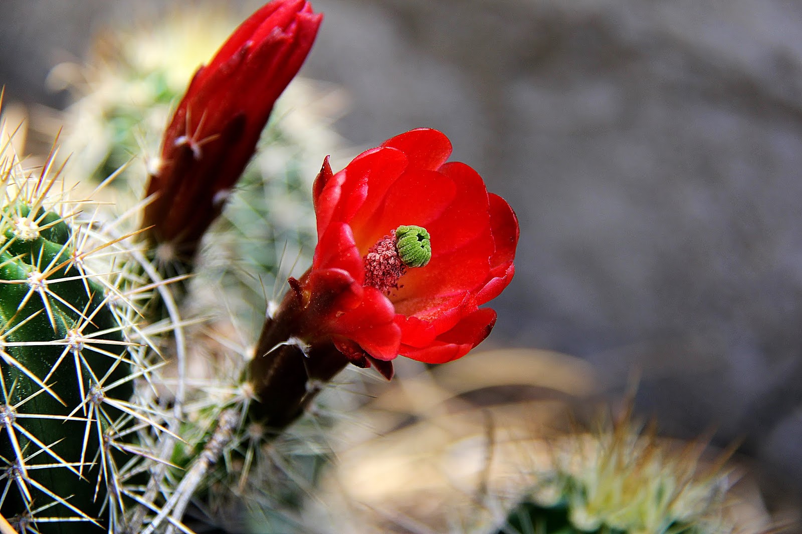 Simplicity Itself Photography March Photography In Prescott