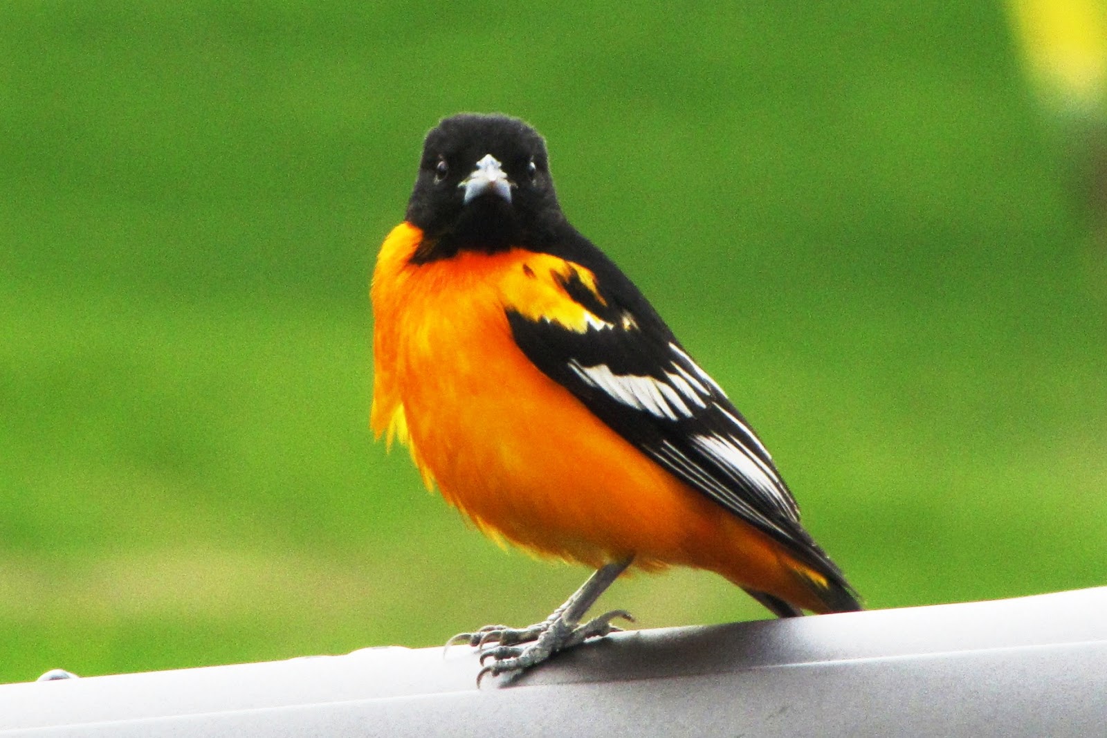 To Behold the Beauty Baltimore Oriole