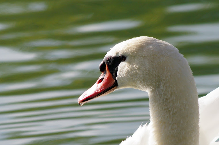 Portrait de Cygne