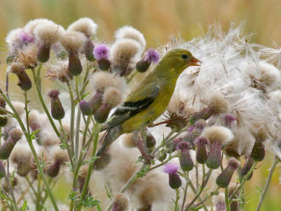 Photo of American Goldfinch at thistle plant