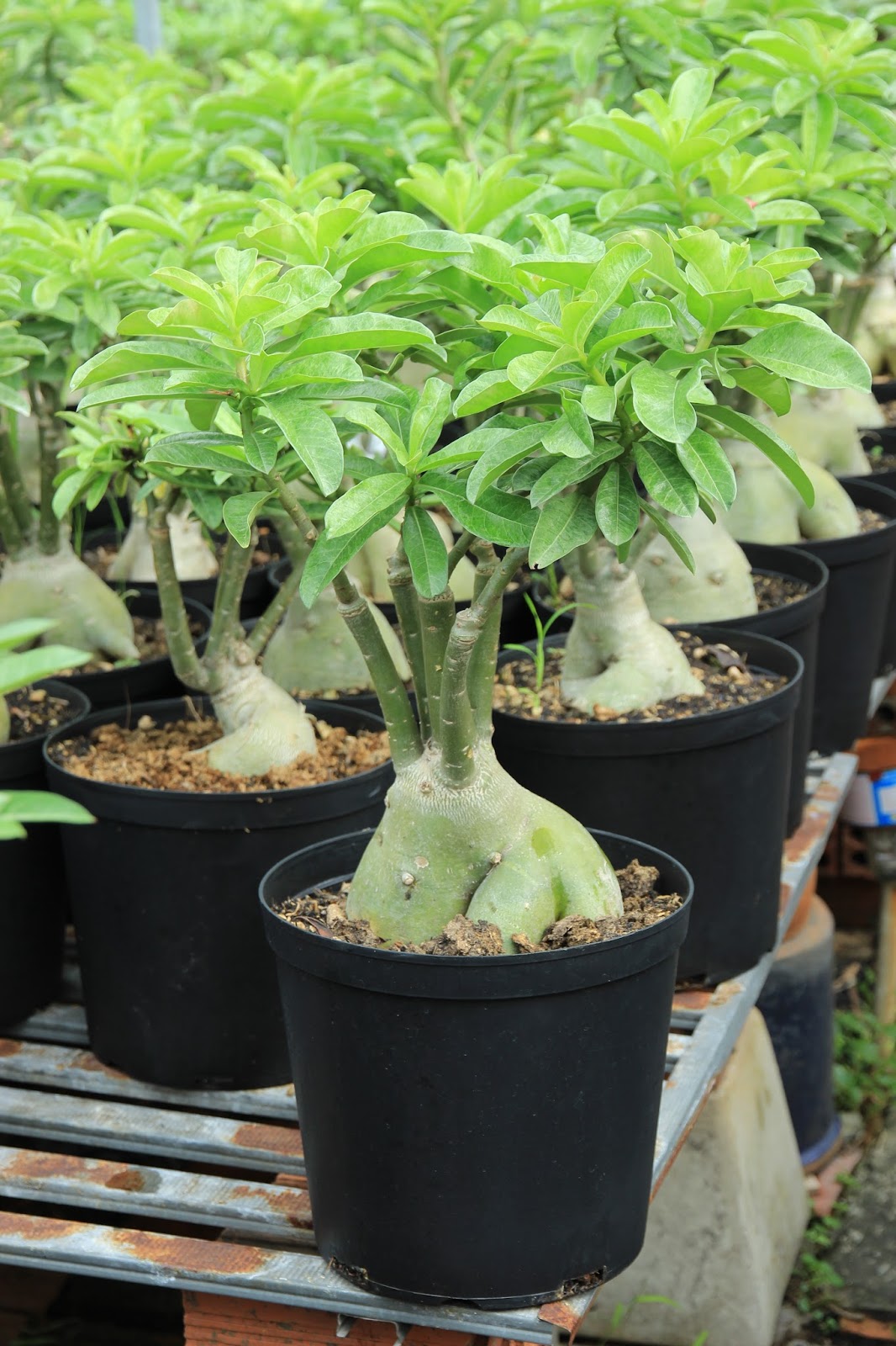 Bán sứ Thái lan - 7