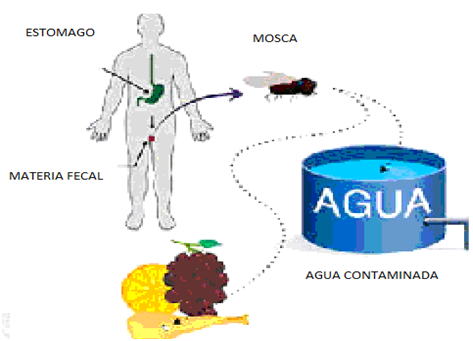 Helicobacter pylori formas de transmision
