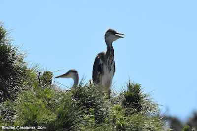 Niu de bernat pescaire