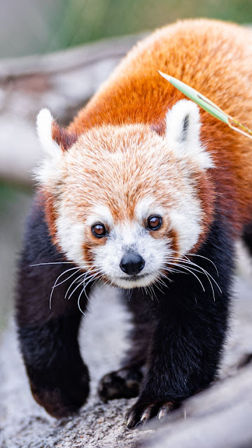 Red Panda Wallpaper, Cute Animal Red Panda Wallpaper, Cute Animal