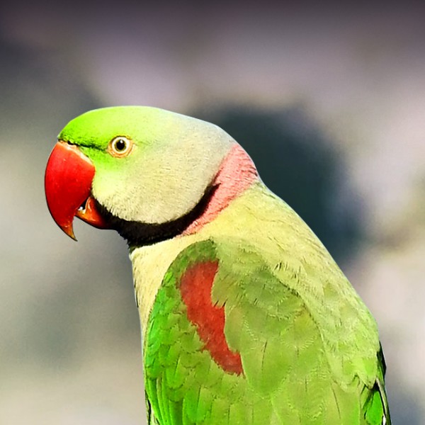How to Breed Alexandrine Parrots