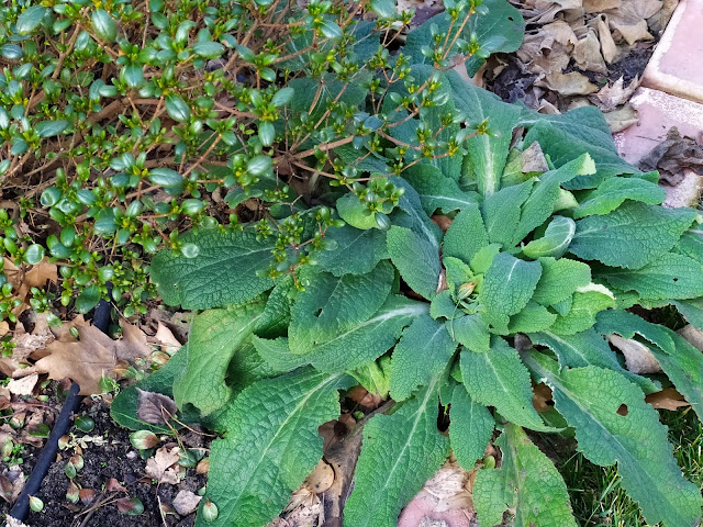 digitalis purpurea