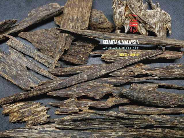 Rare species of Agarwood from Malaysia. Beautiful sweet woody is the bonus for this type of quality.