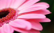Pink Flower Wallpaper (pink flower hd wallpaper)