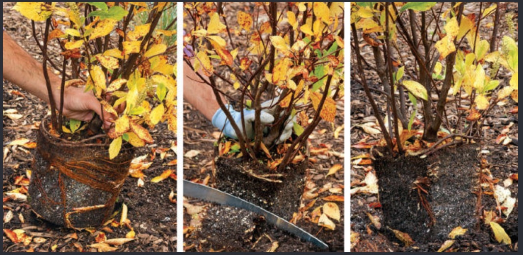Rachel the Gardener How to retrieve a potbound plant.