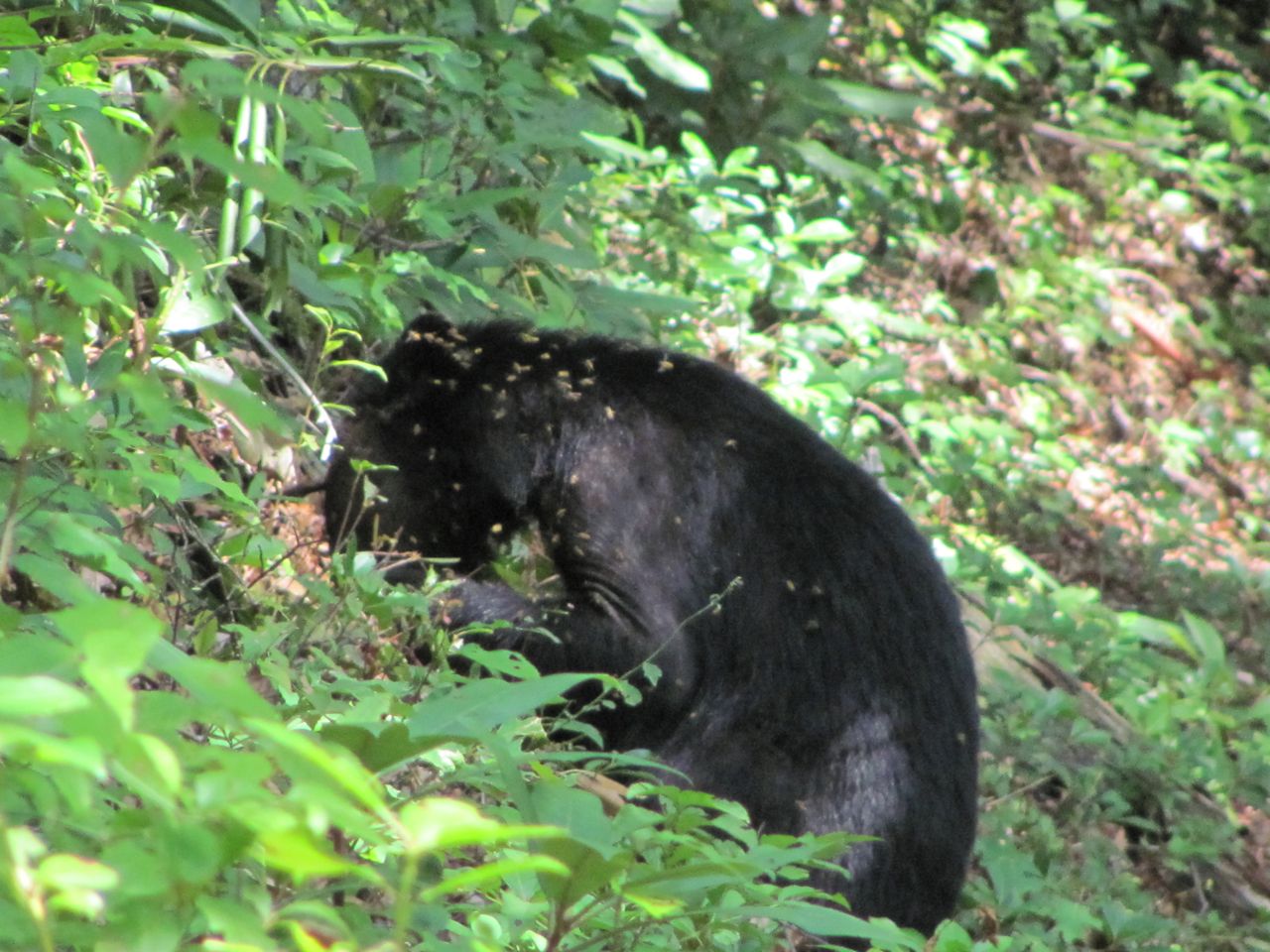 Blue Roads to Hiking Trails Found a Bear on Curry Mountain Trail