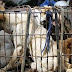Πολιτικό ζήτημα η κατανάλωση κρέατος σκύλου στη Νότια Κορέα - «Όχι» λέει το 49% των πολιτών
