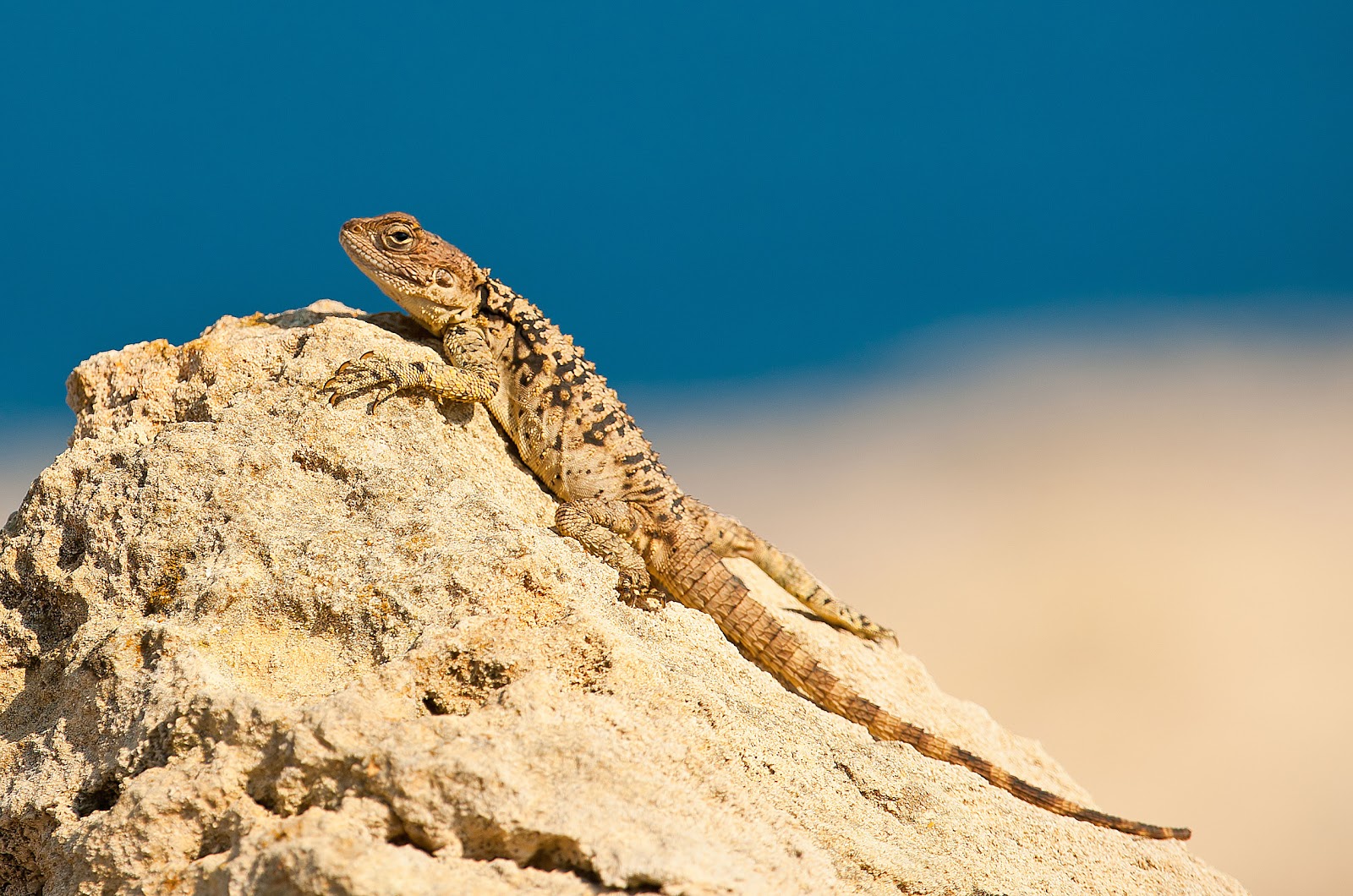 Ящерицы кипра Ящерицы кипра