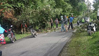 Pohon tumbang di ruas jalan nasional Sei Ipuah KPGD