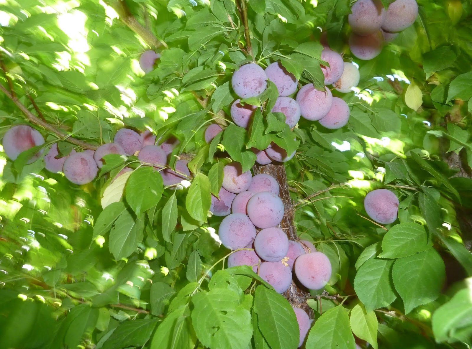 What Fruit Trees Grow In Albuquerque Fruit Trees