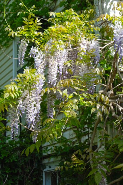 Back outside, I snatch a photo of the Chinese wisteria (Wisteria sinensis) blooming on the porch of the house. 