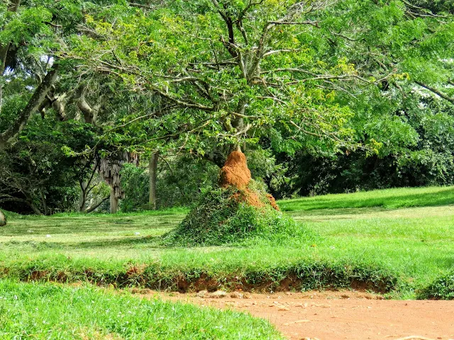 Things to do in Entebbe: Explore Flora in Entebbe Botanical Gardens