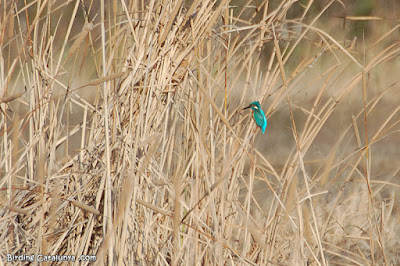 Blauet (Alcedo atthis)