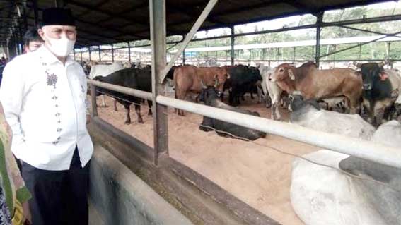 Mahyeldi ke Lokasi peternakan sapi PT Juang Jaya Abdi Alam