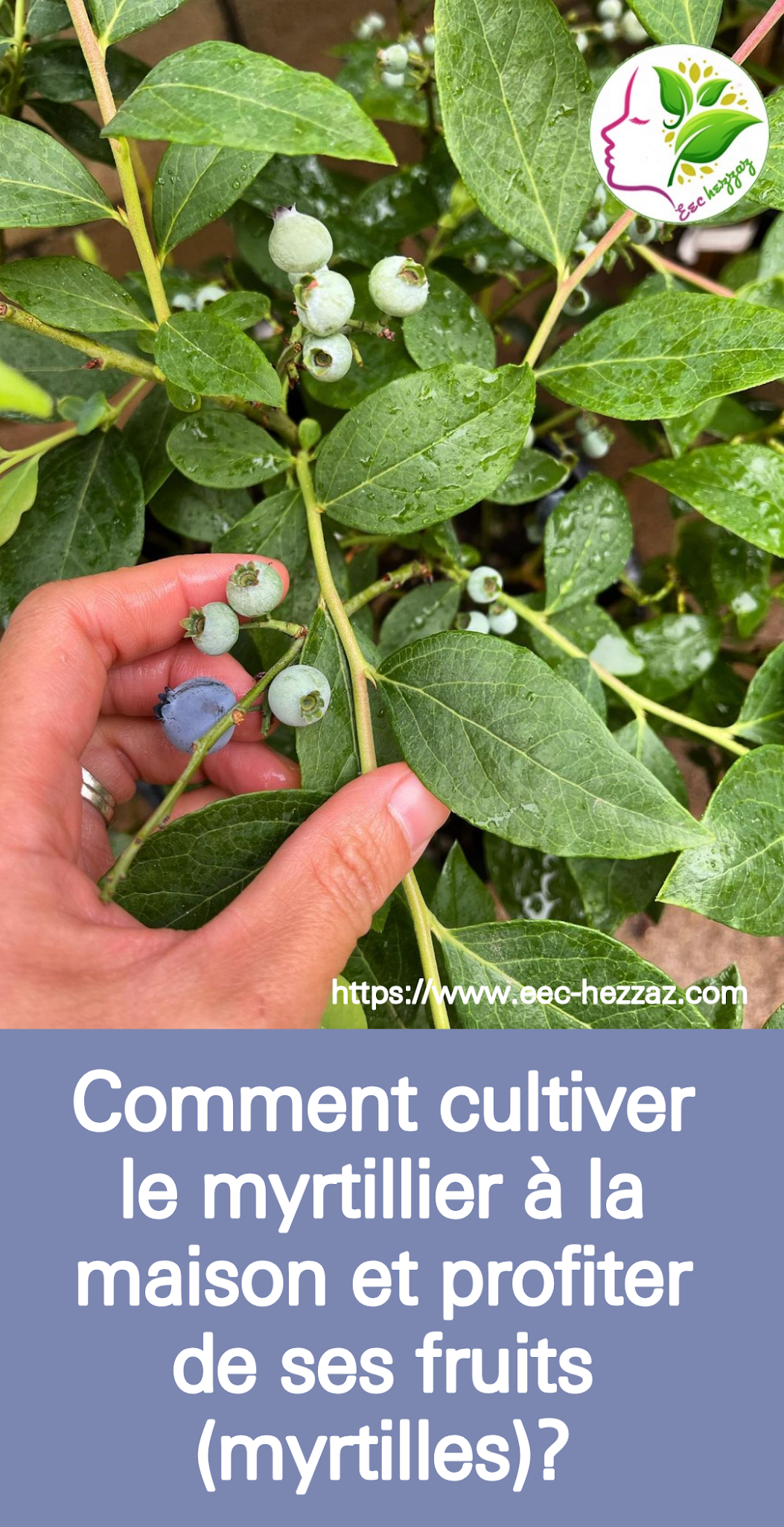 Comment cultiver le myrtillier à la maison et profiter de ses fruits (myrtilles)?