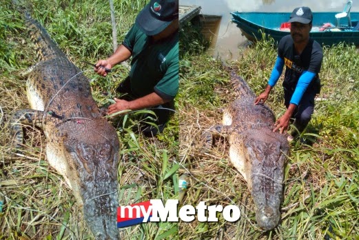 Buaya baham penduduk kampung Sungai Sadong, buaya makan manusia di Serian Sarawak, 3 ekor buaya ditangkap dengan cara cari dan bunuh, gambar buaya makan manusia, mangsa dibaham buaya, mangsa buaya berjaya lepaskan diri, kepala buaya ditetak parang, mangsa mati akibat serangan buaya, bujang senang nama buaya terbesar Sarawak, slogan bola sepak Sarawak Ngap Sayot