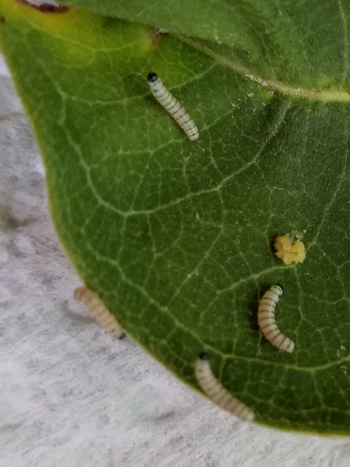 Blue Ridge Foothills & Lakes Virginia Master Naturalists Mail Order