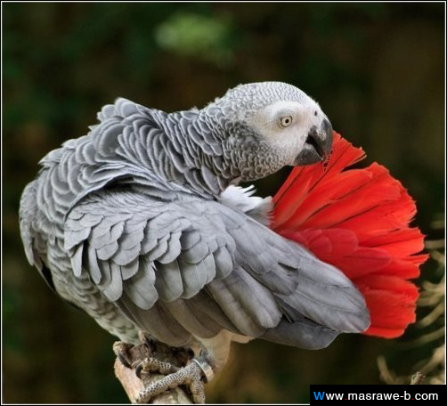 صور طيور الحب 2023 طيور جميلة جدا