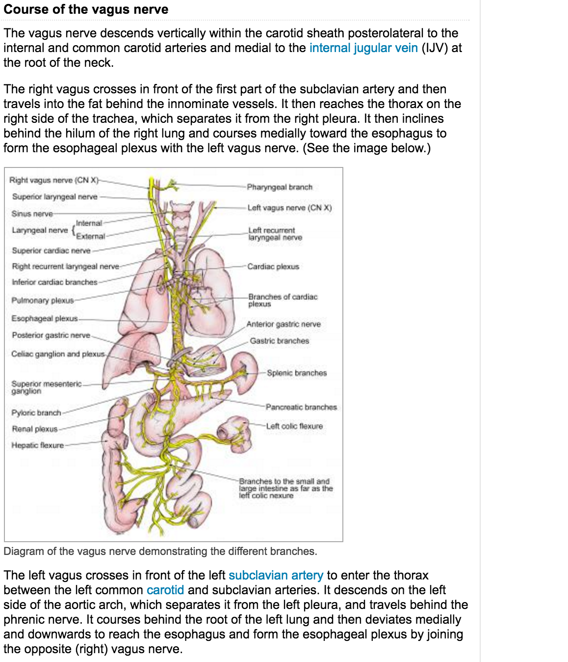 The gastric branches (rami gastrici) supply the stomach. The right