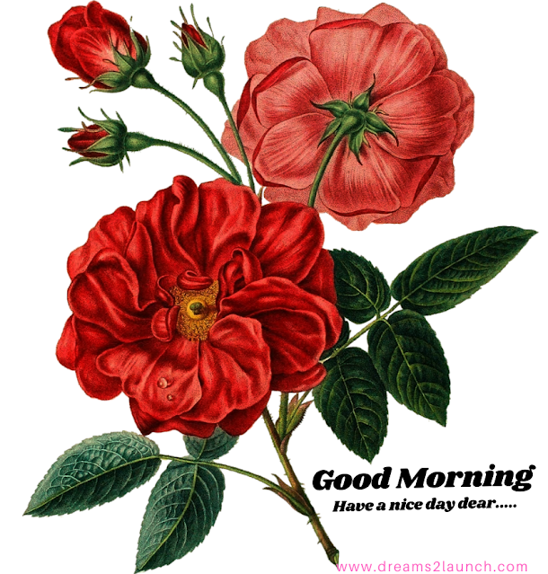 good morning rose flowers