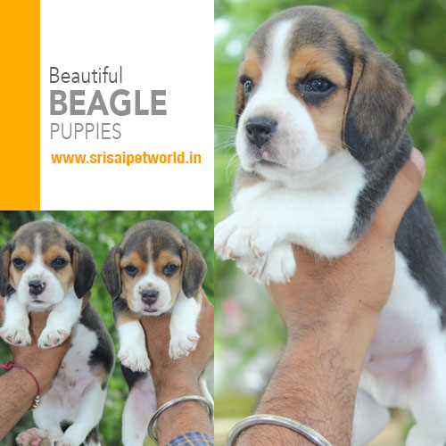 Beagle puppies in Delhi, Noida, Gurgaon, Haryana, Ambala, Jalandhar, Amritsar & Chandigarh