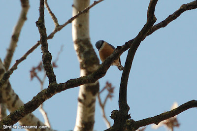 Pica-soques blau (Sitta europaea)