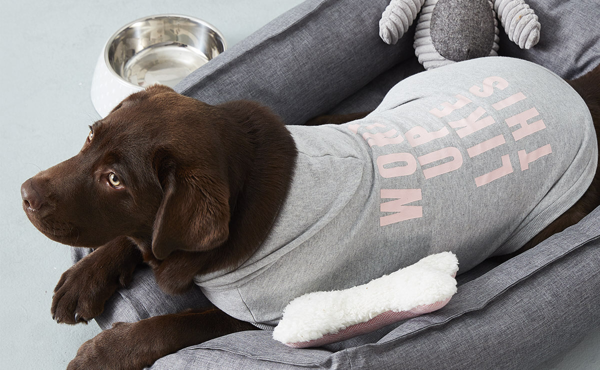 15 Favourite Winter Warmers for Dogs Australian Dog Lover