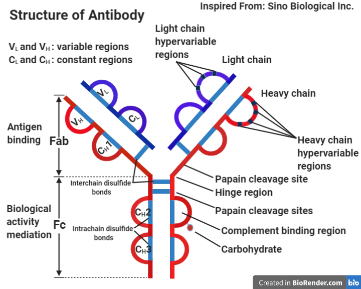 MICROBIOLOGY BLOG FOR STUDENTS (MBLOGSTU) ANTIBODY