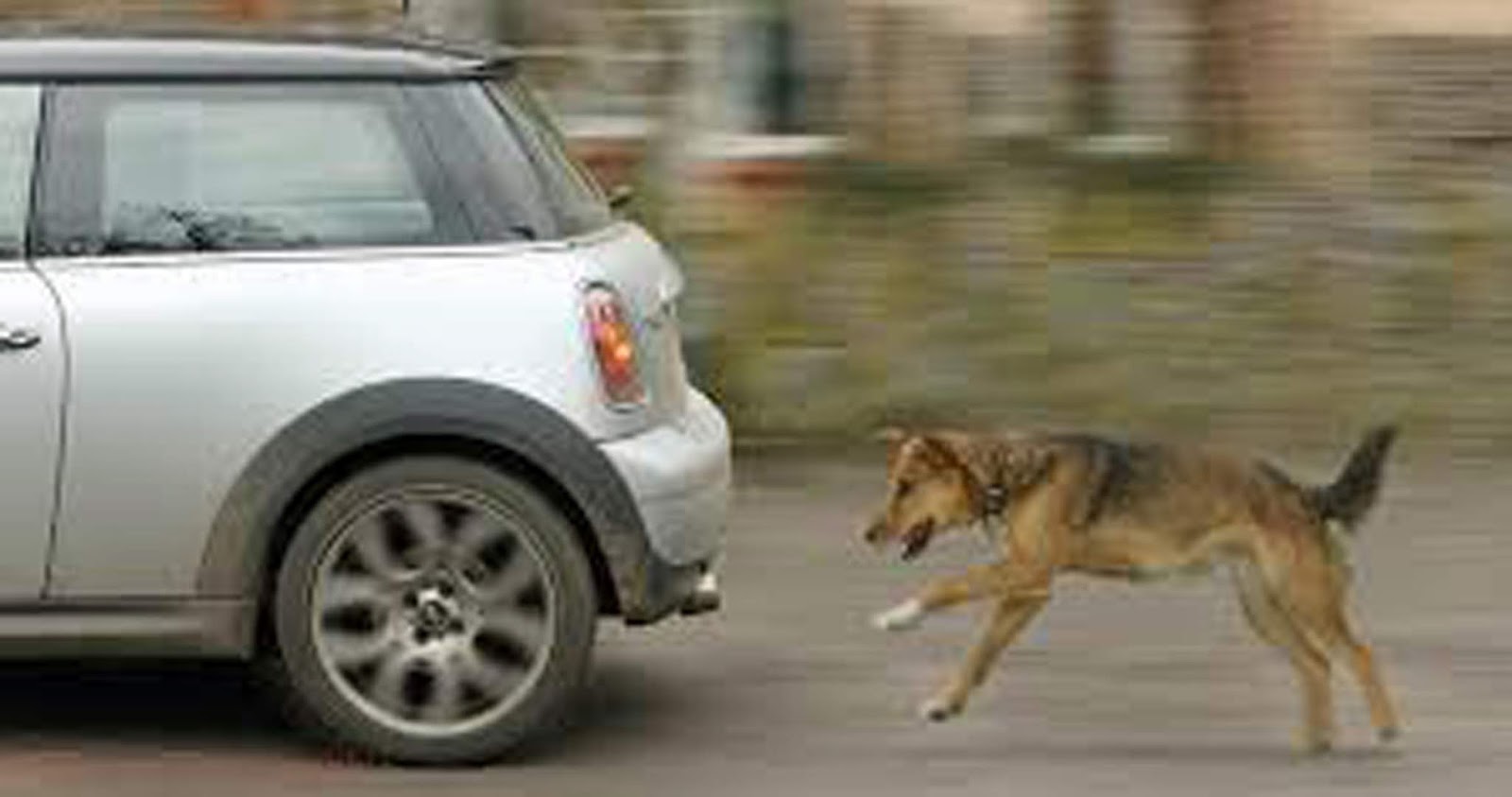 It's a Dog's World Secrets to Stop Your Dog Chasing