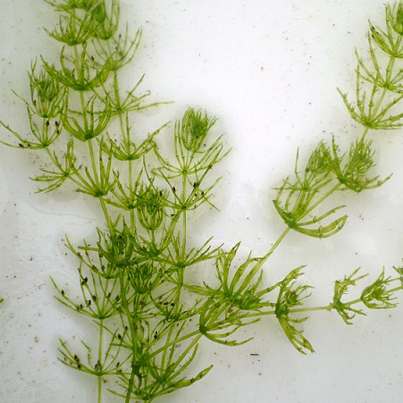 Kingdom Plantae Atau Tumbuhan Artikel Lengkap Kampung Ilmu Artikel Motivasi Motivasi Belajar Materi Pelajaran