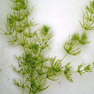 kingdom plantae and animalia, kingdom plantae algae, kingdom plantae and examples, kingdom plantae and phylum, kingdom plantae artikel, kingdom plantae characteristics and examples, kingdom plantae dan animalia, kingdom plantae terdiri atas 3 kelompok tumbuhan yaitu, kingdom plantae terdiri atas tiga kelompok tumbuhan, kingdom plantae angiosperms, kingdom plantae and its phylum, kingdom plantae autotrophic or heterotrophic, kingdom plantae and its classification, kingdom plantae activities, kingdom plantae and their scientific names, kingdom plantae biologi, kingdom plantae bahasa indonesia, kingdom plantae bryophyta, kingdom plantae biologi kelas x, kingdom plantae biology, kingdom plantae beserta gambarnya, kingdom plantae biologi ppt, kingdom plantae berpembuluh, kingdom plantae beserta ciri-cirinya, kingdom plantae beserta contohnya, kingdom plantae biologi sma, kingdom plantae beserta gambar, kingdom plantae book, kingdom plantae bryophyta wikipedia, kingdom plantae bersifat autotrof artinya