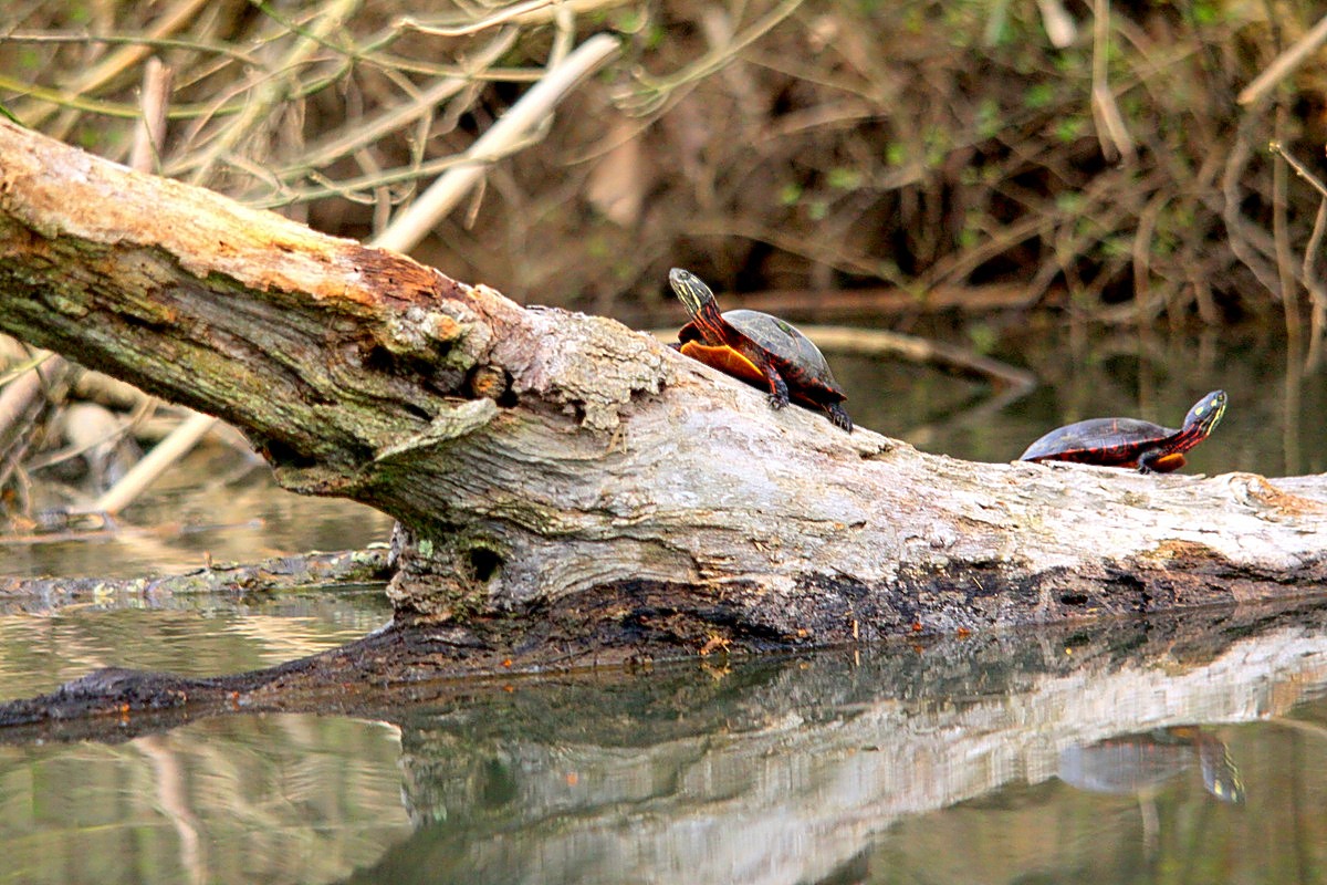 Gary's Outdoor Wanderings2: MOHAWK NOVA 17 CANOE REVIEW AND A MORNING ...