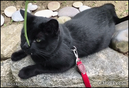 Funny Cat GIF • Monk the black vampurr vs. grass. Epic fight amazing huge white teeth on black fur. Funny Cat GIF • Monk the black vampurr vs. grass. Epic fight amazing huge white teeth on black fur.