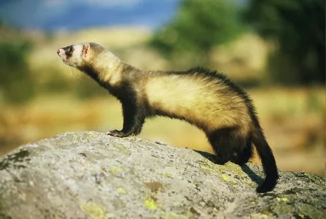 Fauna animal y vegetal de la penísula ibérica TURÓN