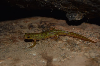 Ilustración: Tritón pigmeo (Triturus pygmaeus) en zona de muestreo de la Asociación Medioambiental AMECO