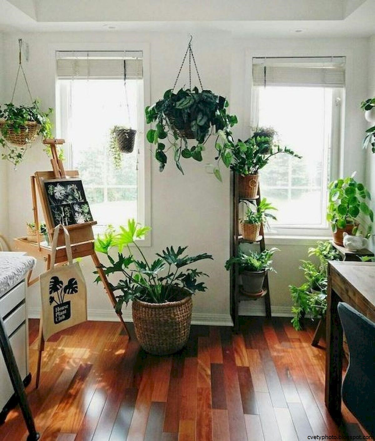 Комнатные растения размещение