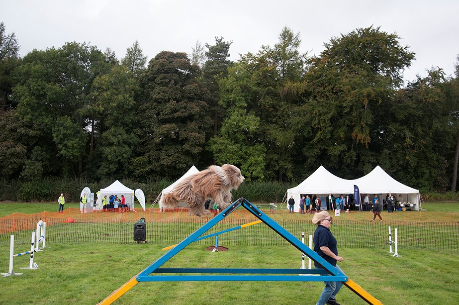 wag dog agility