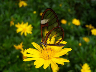 mariposa sobre flor polinizacion
