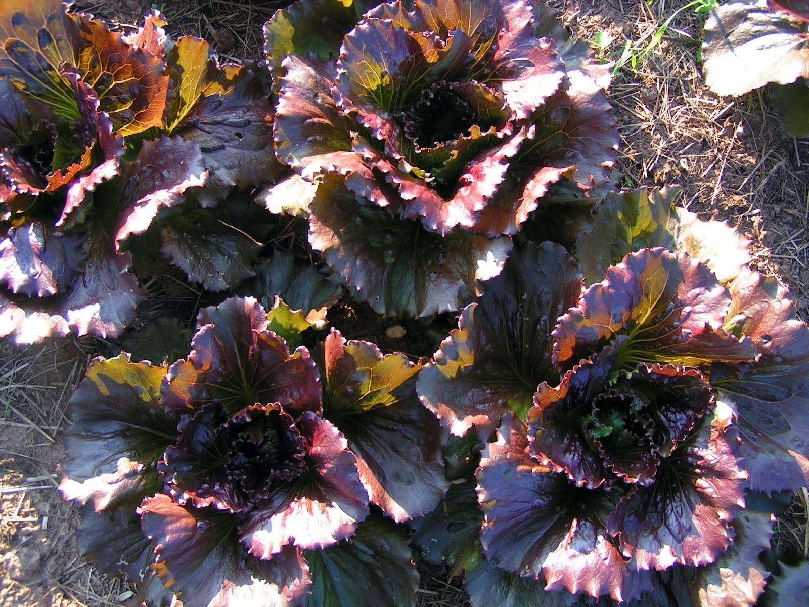 Wintergreen Farm: Week 9: Nights in the 40’s